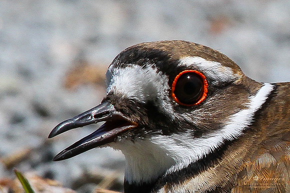 LJI_7009