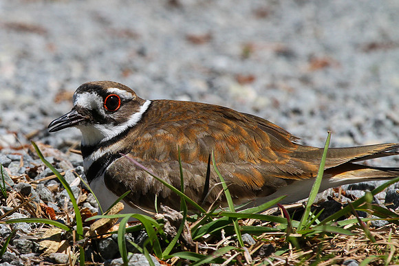 LJI_7008