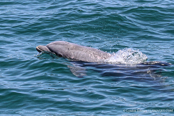 flipper2