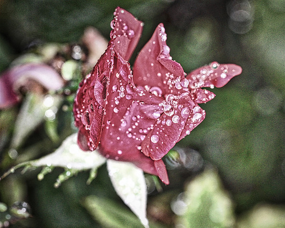 LJI_7204