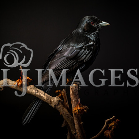 destinyunlimited_black_bird_on_the_branch_on_a_black_background_1baac790-6353-4af1-a351-b57780b83b42-3