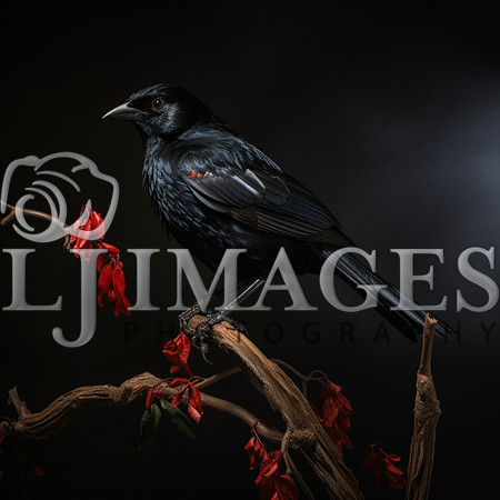 destinyunlimited_black_bird_on_the_branch_on_a_black_background_1d11ffee-1fff-4d52-a044-0940ca97e119-3