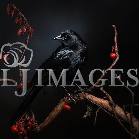 destinyunlimited_black_bird_on_the_branch_on_a_black_background_35f5d5b1-c065-45e3-a8c2-2c7f3eb06534-3