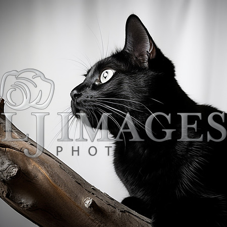 destinyunlimited_black_cat_on_a_limb_on_a_white_background_dram_6e30c654-f661-437b-b3e1-f177c5b72e51-2