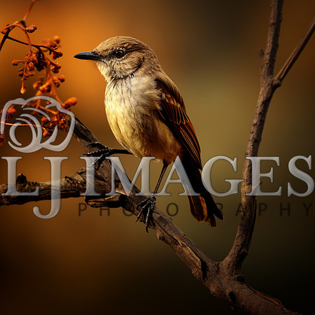 destinyunlimited_brown_bird_on_the_branch_on_a_brown_background_3a3076f8-0eb3-491b-9b6e-8f6ab48a6a65-4