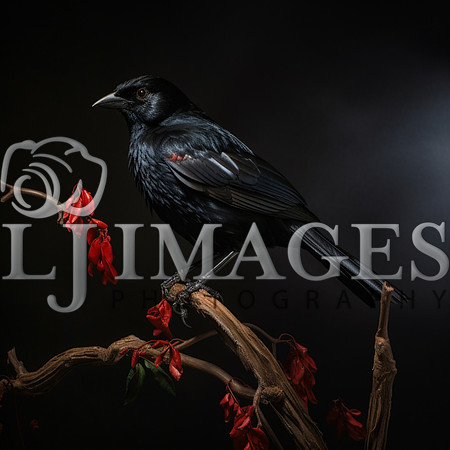 destinyunlimited_black_bird_on_the_branch_on_a_black_background_1d11ffee-1fff-4d52-a044-0940ca97e119-3