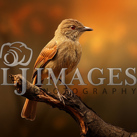 destinyunlimited_brown_bird_on_the_branch_on_a_brown_background_6874e84c-4f1b-49ea-9131-ad8c6aacd73d-2