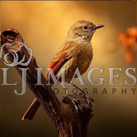 destinyunlimited_brown_bird_on_the_branch_on_a_brown_background_6874e84c-4f1b-49ea-9131-ad8c6aacd73d-4