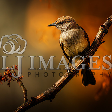 destinyunlimited_brown_bird_on_the_branch_on_a_brown_background_d75847c4-7858-4e39-a7a1-308b36106b1d-4