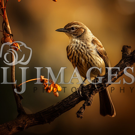 destinyunlimited_brown_bird_on_the_branch_on_a_brown_background_d75847c4-7858-4e39-a7a1-308b36106b1d