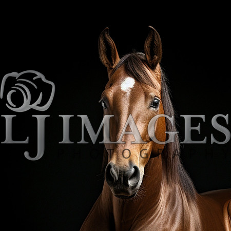 destinyunlimited_brown_horse_laying_down_on_black_background_dr_9bc43726-dbb9-452b-8b6c-6036095e76d9-3