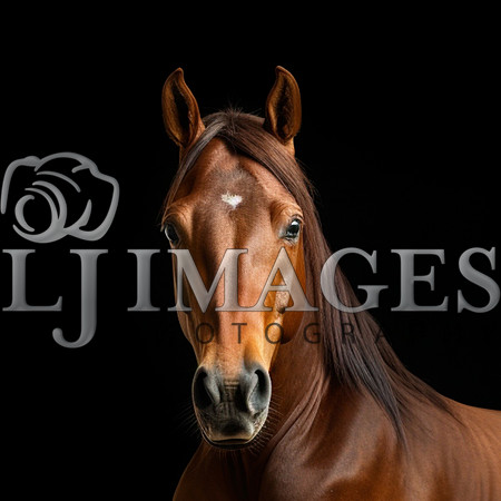destinyunlimited_brown_horse_laying_down_on_black_background_dr_9bc43726-dbb9-452b-8b6c-6036095e76d9-4