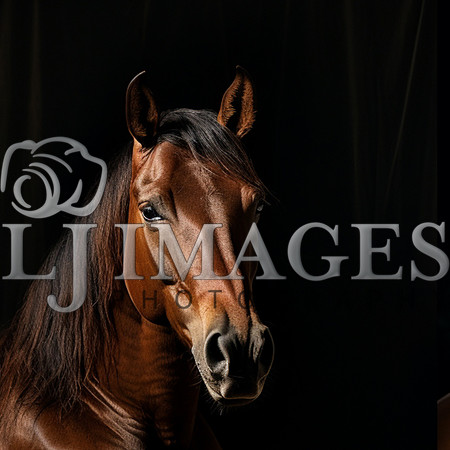 destinyunlimited_brown_horse_laying_down_on_black_background_dr_9bc43726-dbb9-452b-8b6c-6036095e76d9