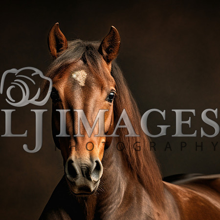 destinyunlimited_brown_horse_laying_down_on_brownbackground_dra_95f57f5a-c82d-42c9-9ce2-f7424dd345f3-2