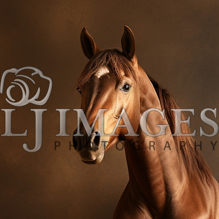 destinyunlimited_brown_horse_laying_down_on_brownbackground_dra_95f57f5a-c82d-42c9-9ce2-f7424dd345f3-4