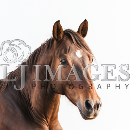 destinyunlimited_brown_horse_laying_down_on_white_background_dr_15002d44-ced0-4287-914b-d2068c46a4d2-4