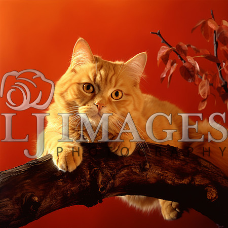 destinyunlimited_orange_cat_on_a_limb_on_the_orange_background__815e14fa-32c0-4c09-8623-6ba4bf762d4b
