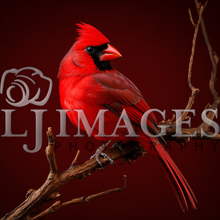 destinyunlimited_red_bird_on_branch_on_red_background_dramatic__e7c5ebb6-487e-4d4a-b7af-116b02806ed9-3