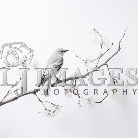 destinyunlimited_white_bird_own_branch_on_white_background_423524c3-2c44-402f-8517-26ae6f0bfc27