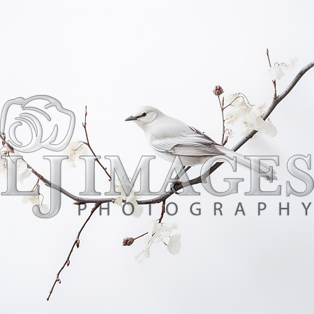 destinyunlimited_white_bird_own_branch_on_white_background_591935a5-02ab-4d49-8969-a3f89d7c1b5d