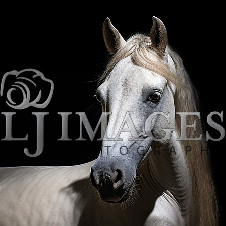 destinyunlimited_white_horse_laying_down_on_black_background_dr_9d2cf30d-42b8-4ef1-8c76-fd7af394c518-2