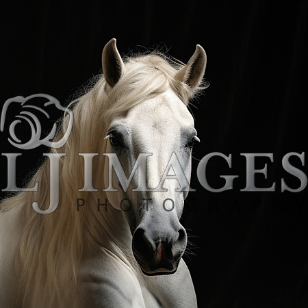 destinyunlimited_white_horse_laying_down_on_black_background_dr_9d2cf30d-42b8-4ef1-8c76-fd7af394c518-3