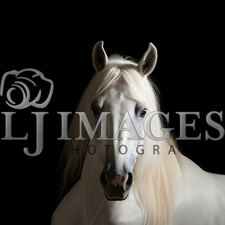 destinyunlimited_white_horse_laying_down_on_black_background_dr_9d2cf30d-42b8-4ef1-8c76-fd7af394c518