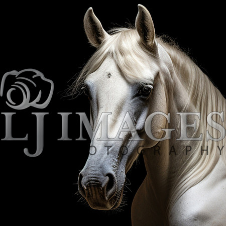 destinyunlimited_white_horse_laying_down_on_black_background_dr_c4215ba7-fb0c-4312-908c-77259149f54d-2