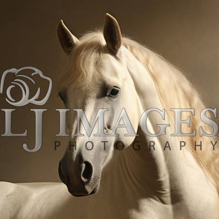 destinyunlimited_white_horse_laying_down_on_brown_background_dr_86b225f6-543e-4e3b-8f30-14f207975919