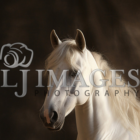 destinyunlimited_white_horse_laying_down_on_brown_background_dr_be64fe02-fa21-4fef-b06a-76a2802d017d