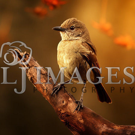 destinyunlimited_brown_bird_on_the_branch_on_a_brown_background_6874e84c-4f1b-49ea-9131-ad8c6aacd73d