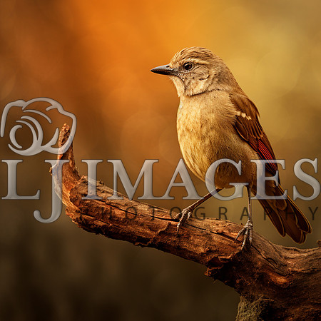 destinyunlimited_brown_bird_on_the_branch_on_a_brown_background_6874e84c-4f1b-49ea-9131-ad8c6aacd73d-3