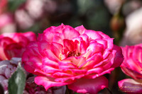 IMG_5865