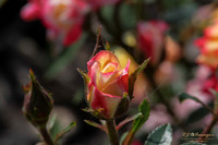 IMG_5858