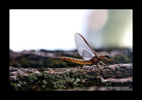 Caddis Fly