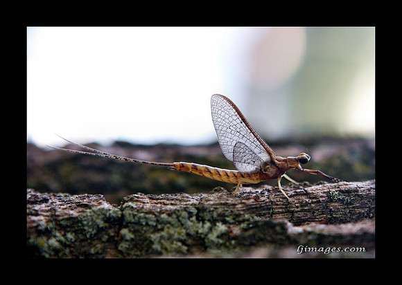 Caddis Fly