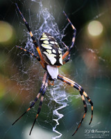 Lyndons_Spider