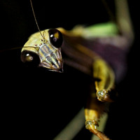 Mantis_Lyndon_Johnson