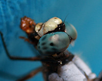 Insects