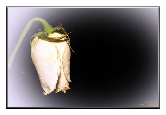Lonely Rose in Darkness