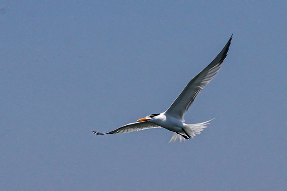 LJI_3567_DxO2