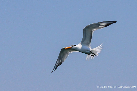 gull2