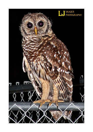 owl