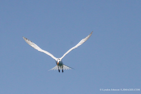 gull3