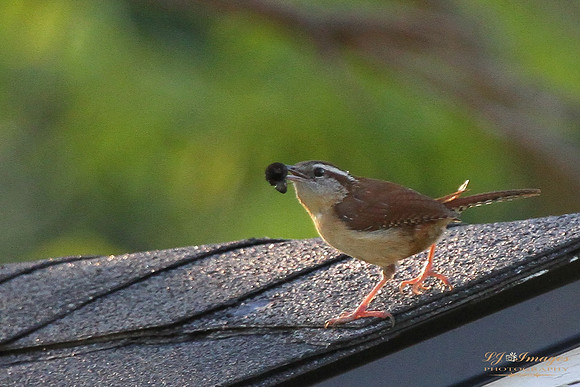 LJI_7380