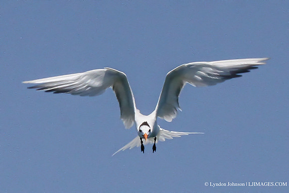 gull1
