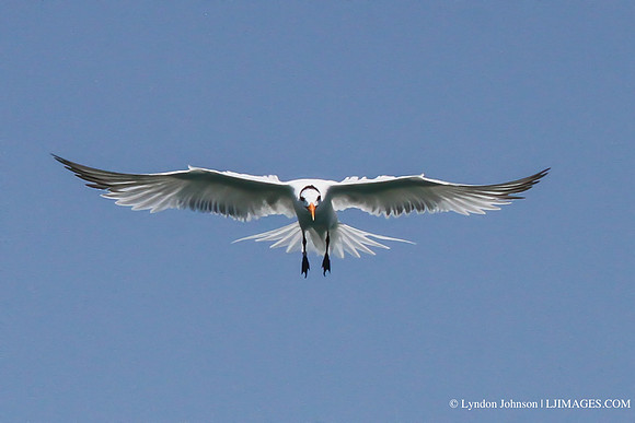 gull4